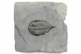 Dalmanites Trilobite Fossil - New York #357148-1